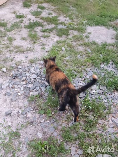 Отдам кошку в хорошие руки