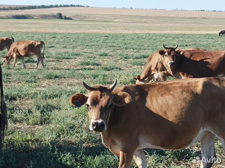 Телки 2022 года