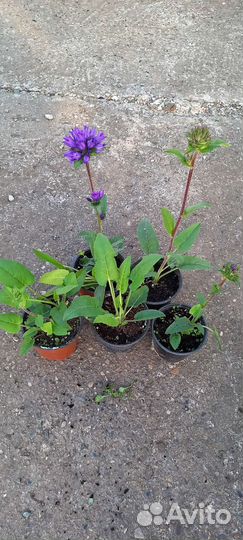 Колокольчик галактика