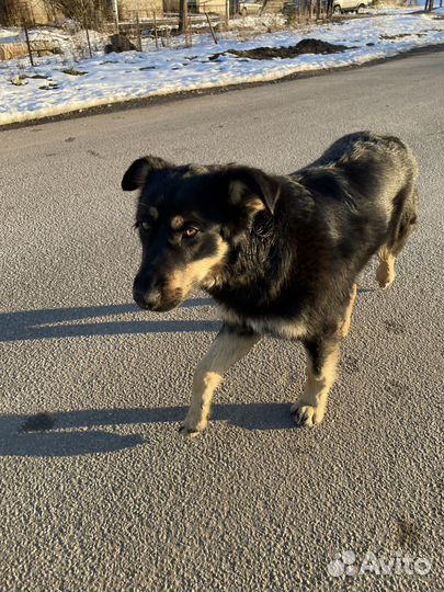 Собака в добрые руки