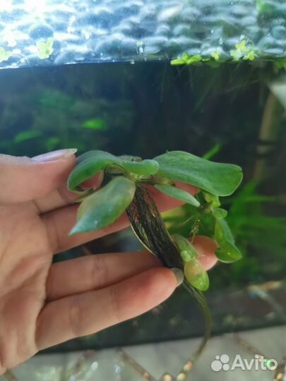 Водоросли для аквариума