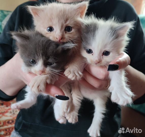 Котята бесплатно