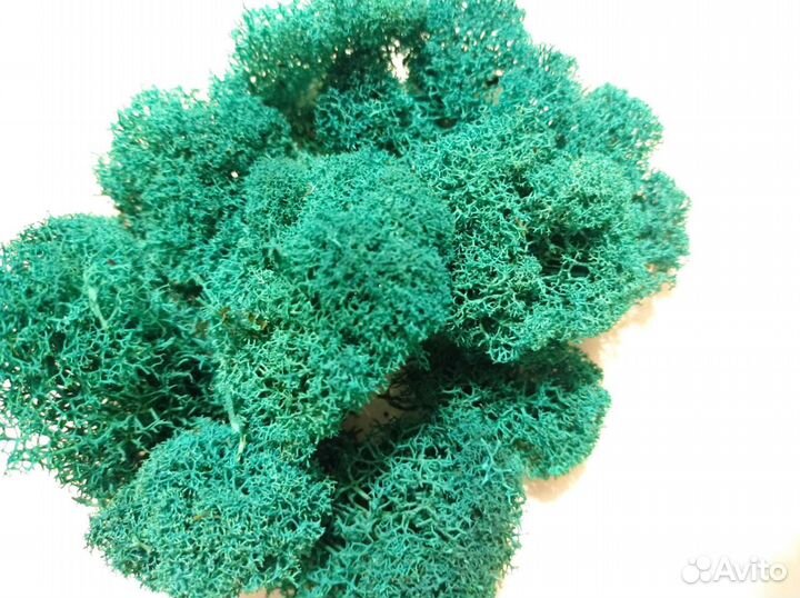 Мох стабилизированный