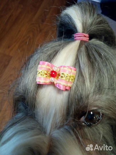 Бантики для йорка, ши-тцу, мальтезе