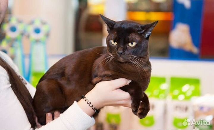 Вязка бурма кот Гранд Интер чемпион