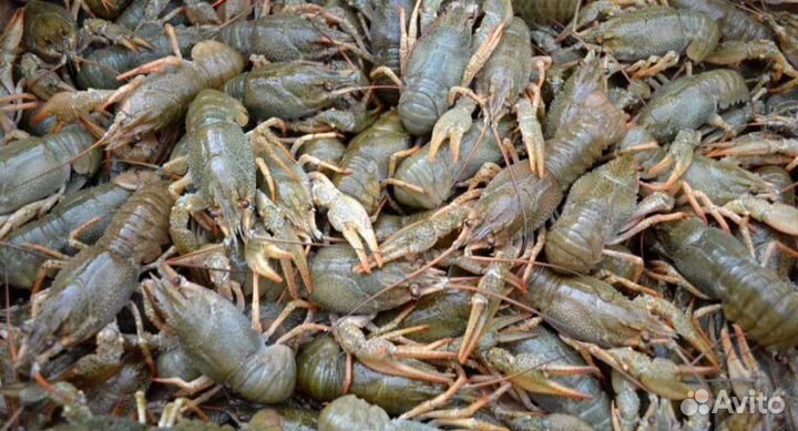 Раки живые