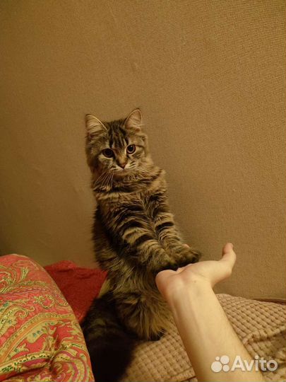 Кошки в добрые руки бесплатно