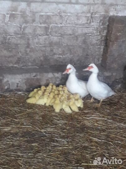 Индоутки мускусные