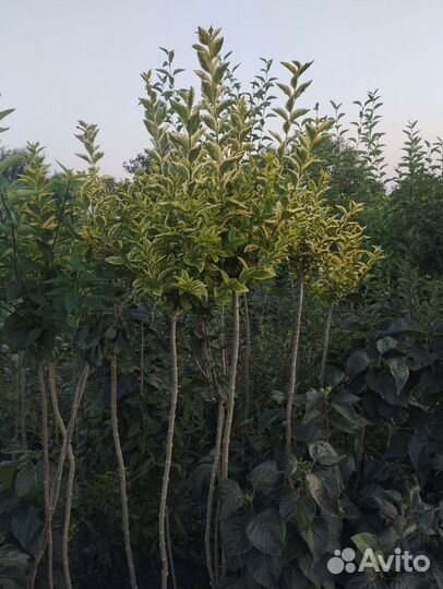 Сирень на штамбе и бирючина