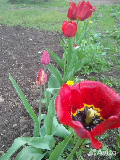 Луковицы тюльпанов