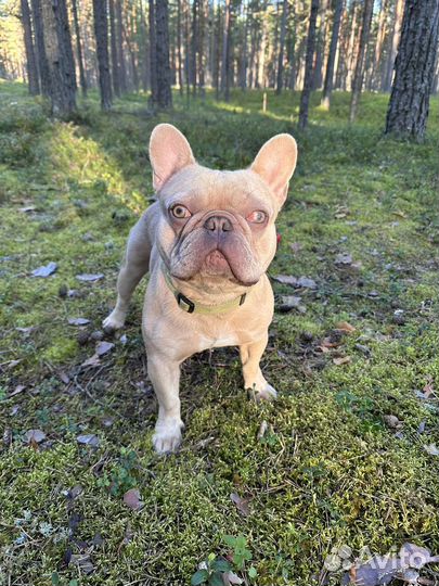 Собака французский бульдог для фотоссесий и съемок