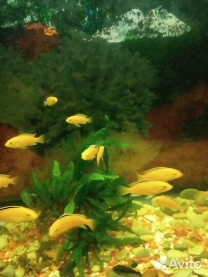 Цихлиды Еллоу