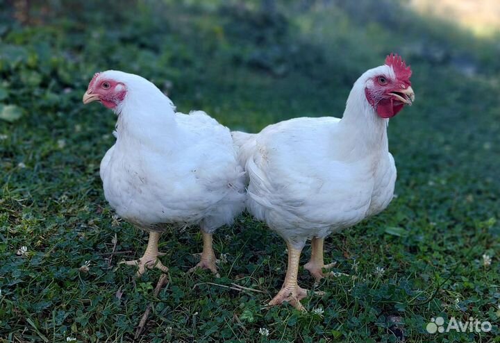 Домашний бройлер