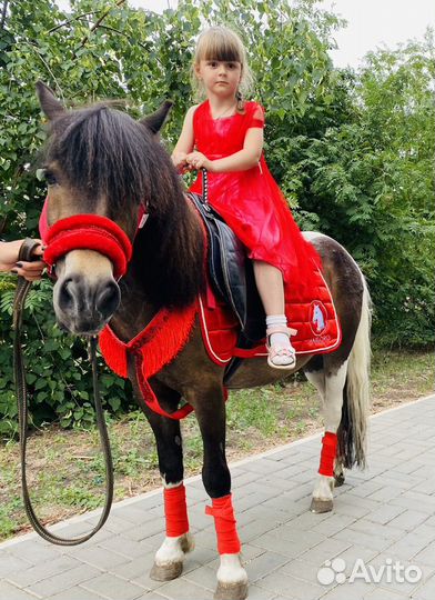 Лошади и пони на праздник