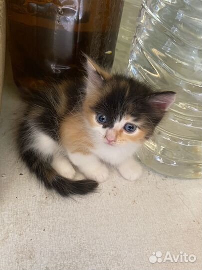 Девочка-мышеловка в дар