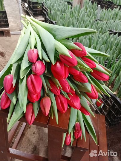 Тюльпаны к 8 марта крупные