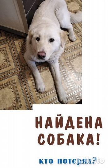 Найдена собака. Хозяин отзовись