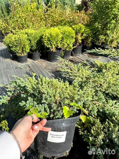Можжевельник блю карпет
