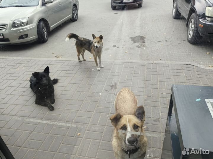 Продам собаку