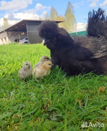 Китайские шёлковые курочки, павлины