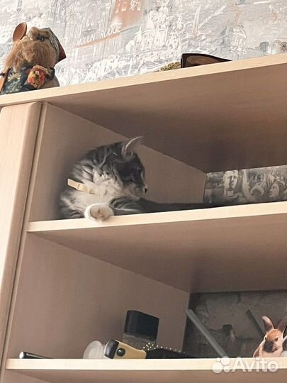 Выгул собак, передержка кошек и птиц