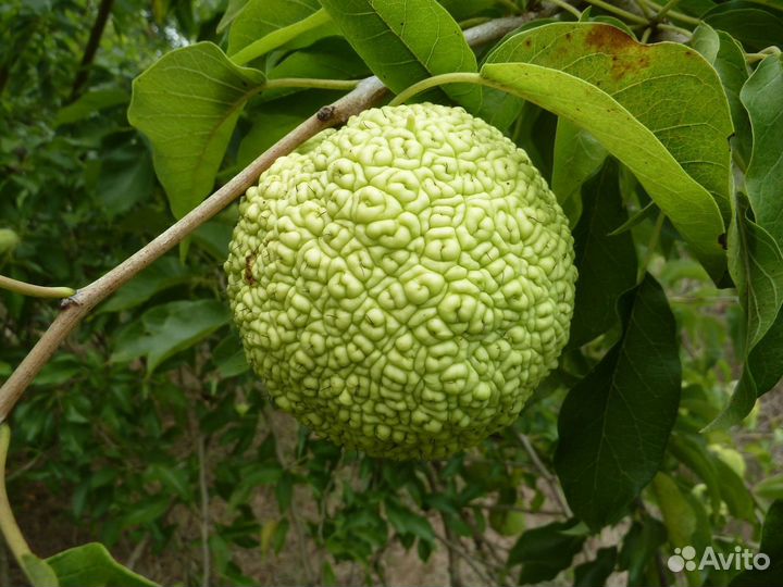 Семена маклюры