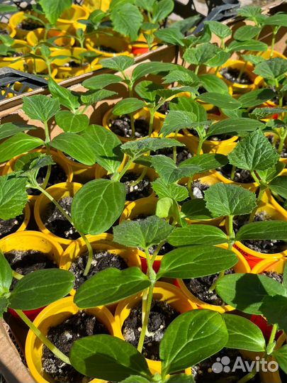 Рассада огурцов