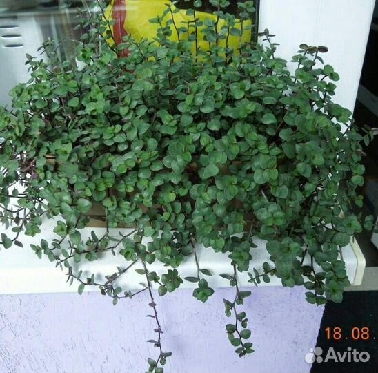 Традесканция мелколистная коллизия ампельная