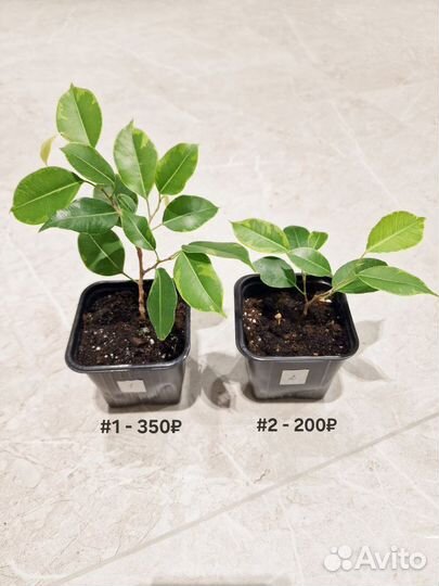 Сотовые фикусы, санхеция (саншеция)