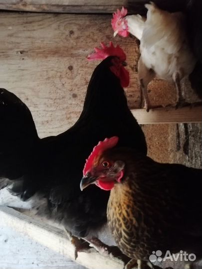 Петушок 7 месяцев
