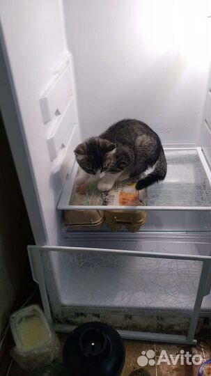 Потерялся кот, на фото ему 3-4 месяца. Щас ему 8