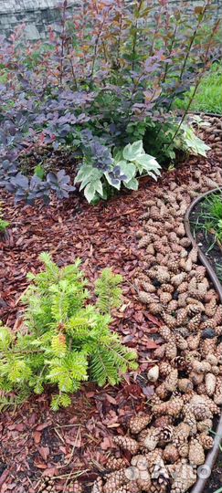 Кора сибирской лиственницы