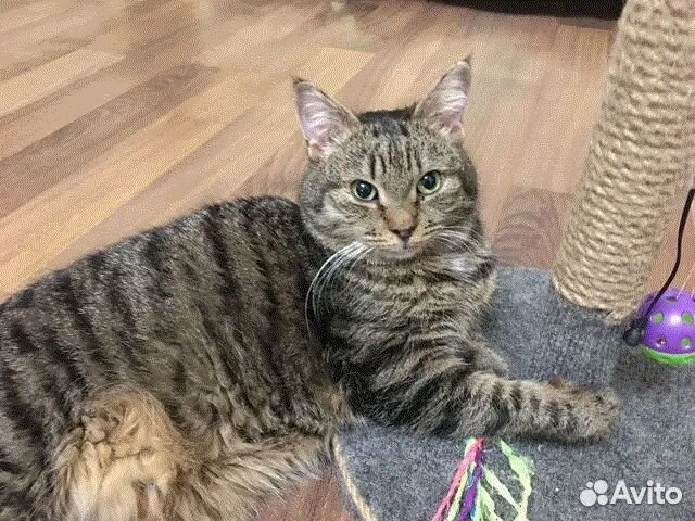 Чудесная кошечка Васенька ищет передержку дом