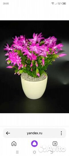 Комнатные цветы