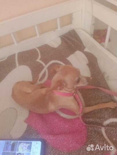 Продам собаку