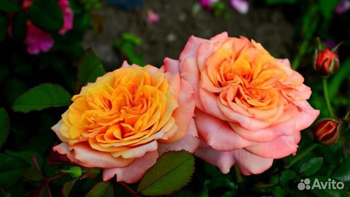 Саженцы Роза Шраб-парковая Ла Вилла Котта (оранж.)