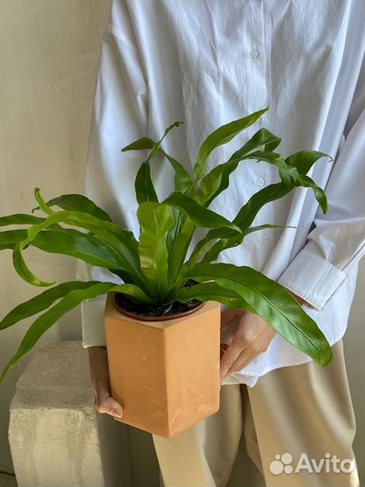 Папоротник асплениум, горшок 