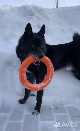 Восточно сибирская лайка