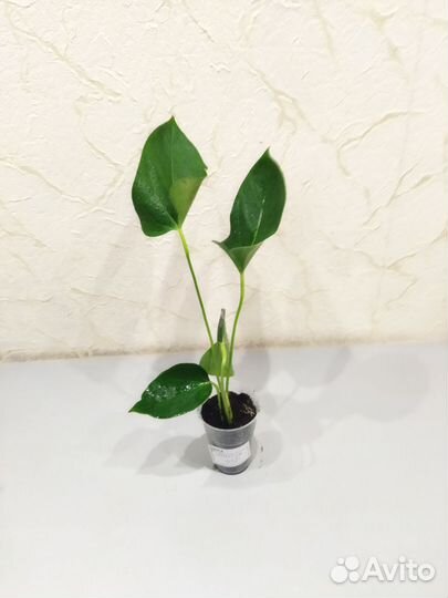 Антуриум Мистик