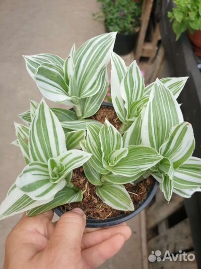 Традесканция разные сорта