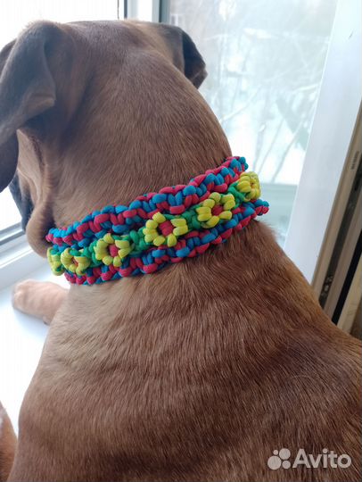 Ошейник для собаки с доставкой