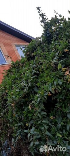 Въюн вечнозеленый.Заплетает