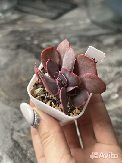 Редкие суккуленты