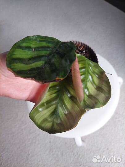 Калатея фасциата