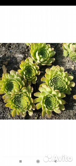 Цветы для сада