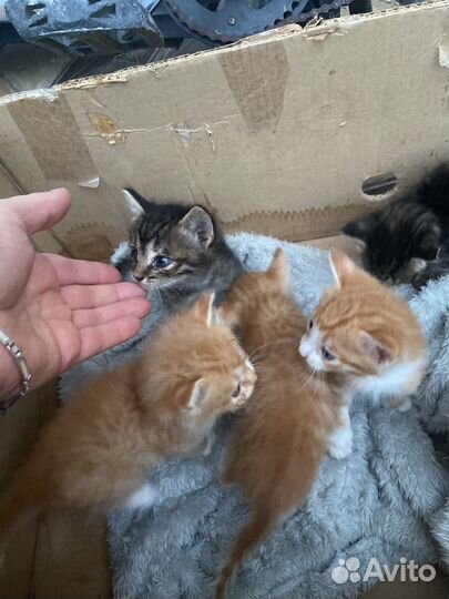Котята в добрые руки бесплатно