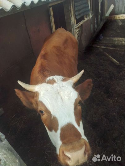 Корова стельная