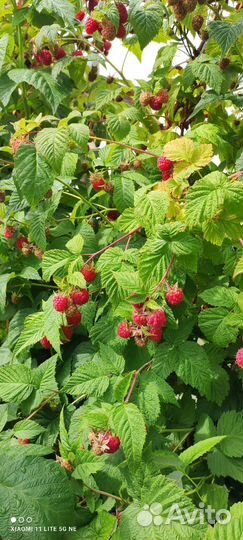 Малина саженцы красная 4сорта