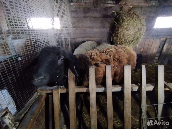 Гисарские овцы