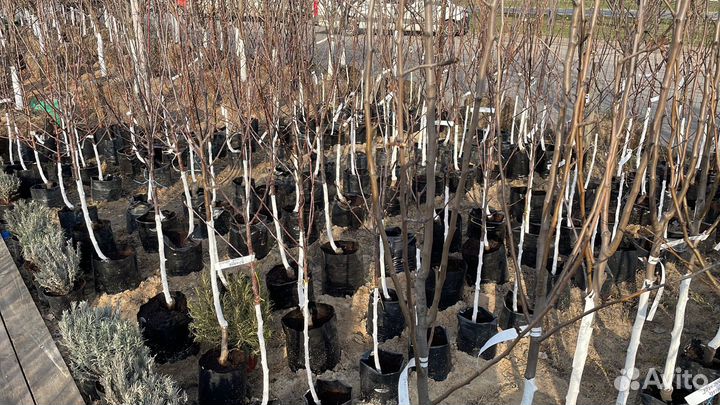 Саженцы виноград Десертный Розовый